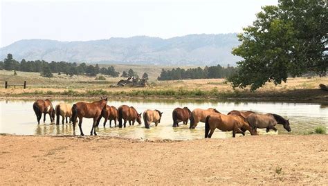 The Black Hills Wild Horse Sanctuary In South Dakota Is A Must See