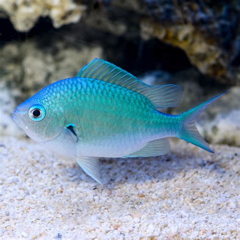 The Blackaxil Chromis - Whats That Fish!