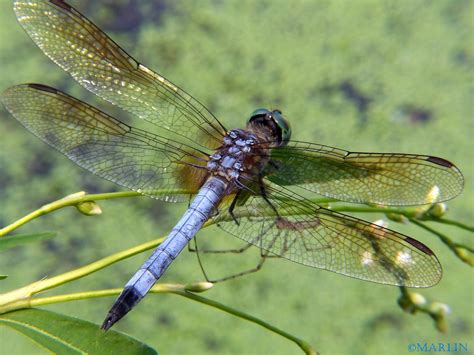 The Blue Dasher Dragonfly: A Familiar Sight In North America