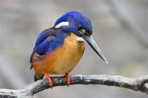 The Blue Kingfisher