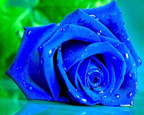 The Blue Rose That Lives Within