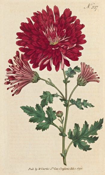 The Botanical magazine or, Flower-garden displayed: in which the most  ornamental foreign plants, will be accurately represented in their natural  colours. Volume 1 of 14