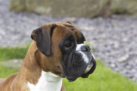 The Boxer breed was recognised by the Kennel Club shortly thereafter and classified under the Working Group