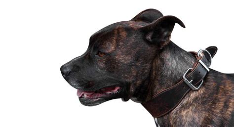 The Brindle Pitbull-najważniejsze fakty i cechy - Be Able