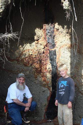 The Buried Forest of Alaska