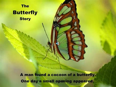 The Butterfly Story - LinkedIn