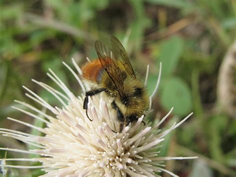 The Buzz About Native Bees - Alberta Wilderness Association