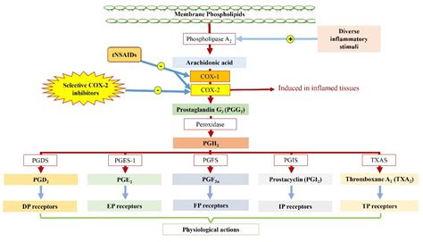 The COX-2 Selective NSAIDs