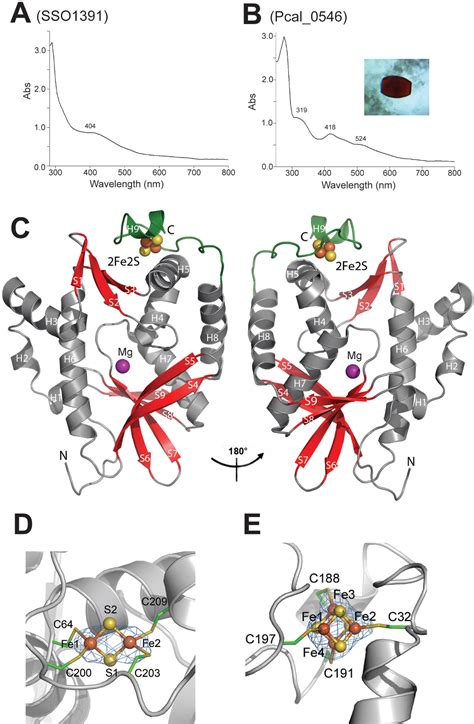 The CRISPR-associated Cas4 protein Pcal_0546 from …