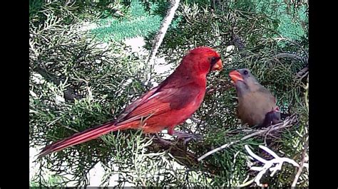 The Cardinal Nest Login Tutorial YouTube