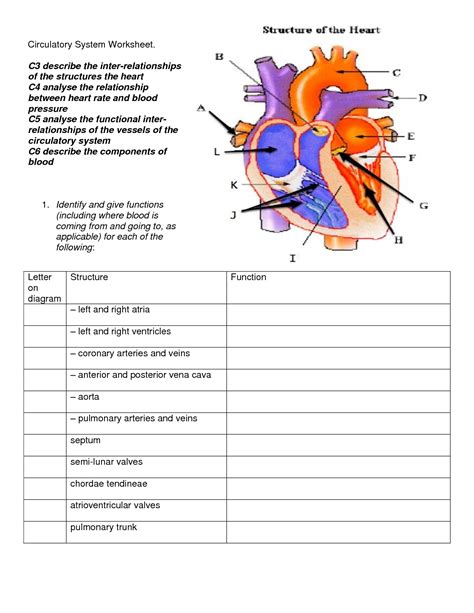 The Cardiovascular System - Heart — Printable Worksheet