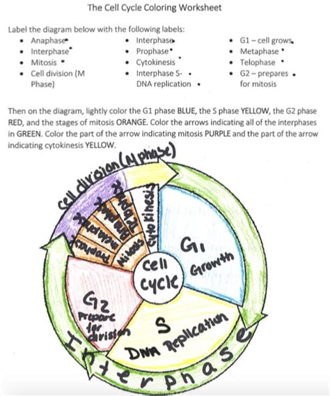 The Cell Cycle A Coloring Worksheet For Understanding And Practice