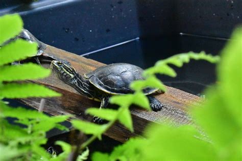 The Chicken Turtle (Deirochelys reticularia) History and Info.