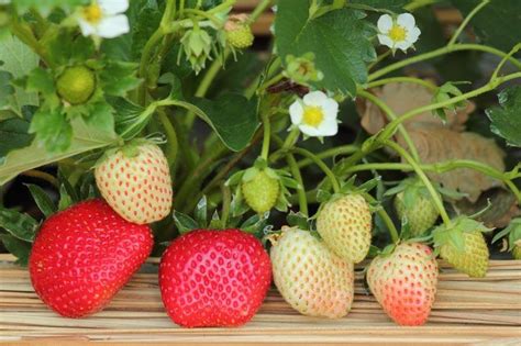 The Chilean Strawberry (Fragaria chiloensis): Over 1000 Years of …