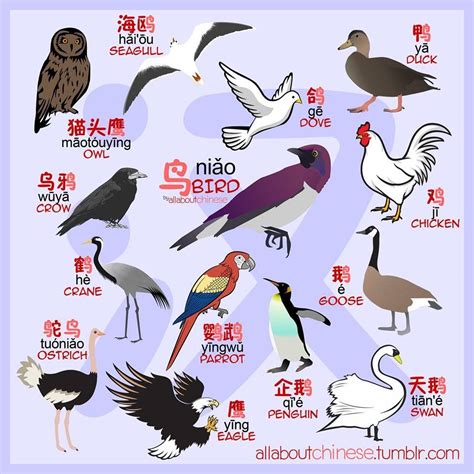 The China Bird
