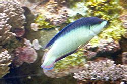 The China Wrasse- MarineFishEZ.com