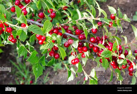 The Chinese Bush Cherry - Prunus tomentosa