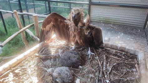 The Cinereous Vulture Captive Breeding Network (EEP) produced …