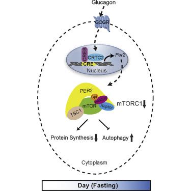 The Circadian Protein Period2 Suppresses mTORC1 Activity via …