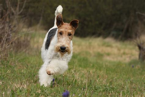 The Club — The Fox Terrier Club