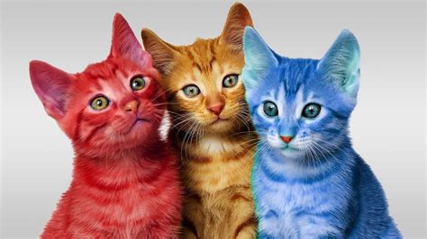 The Color Cat