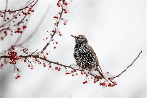 The Common Starling: A Smart and Useful Songbird