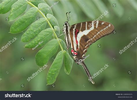 The Common Swordtail Butterfly (Graphium Policenes ...