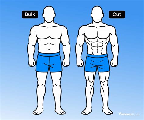 The Complete Guide to Bulking and Cutting