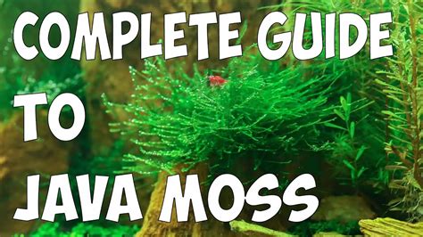 The Complete Guide to Growing Java Moss YouTube. 