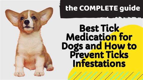 The Complete Guide to the Best Tick Medication for Dogs and How to