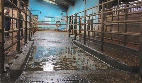 The Cow Foot Treatment Bath System by GBC Plastics
