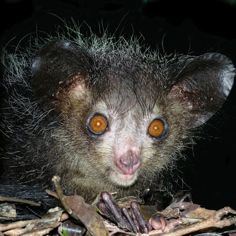 The Creature Feature: 10 Fun Facts About the Aye-Aye