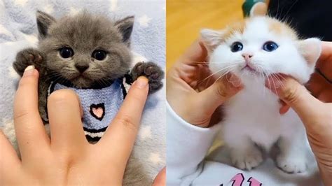 The Cutest Cat Compilation Ever Funny and Adorable …