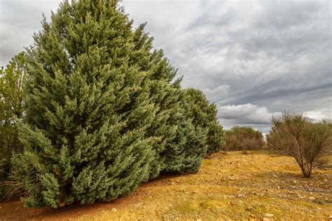 The Cypress Tree