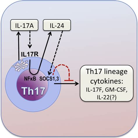 The Cytokine IL-17A Limits Th17 Pathogenicity via a