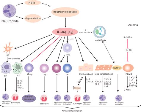 The Cytokines of Asthma - ScienceDirect