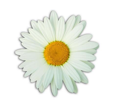 The DAISY Award - Porter Medical Center