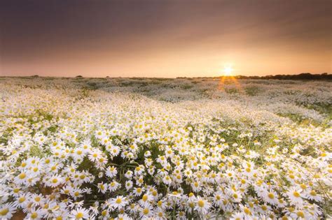 The Daisy Field