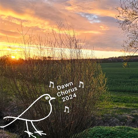 The Dawn Chorus 2024