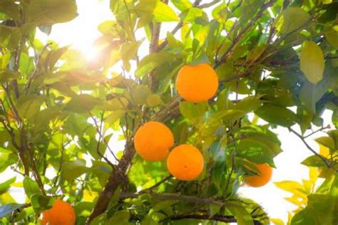 The Deliciously Sweet Navel Orange Tree - Minneopa Orchards