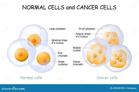 The Difference Between Normal and Cancer Cells