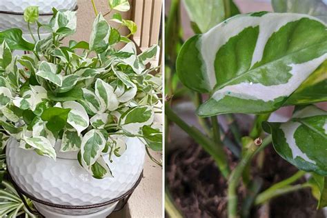 The Difference Between Pothos Pearls N Jade