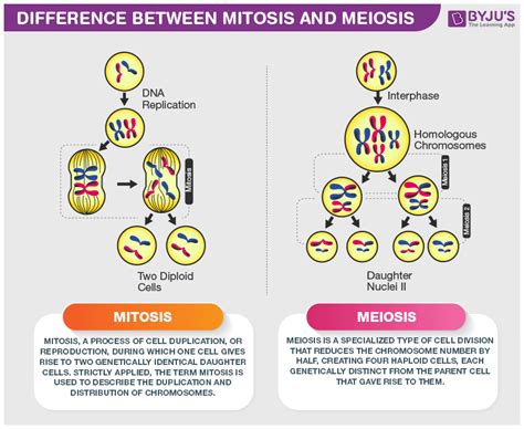 The Differences Between Mitosis And Meiosis - An Overview - BYJUS