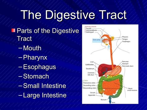The Digestive System Powerpoint