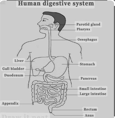 The Digestive System ScienceDirect