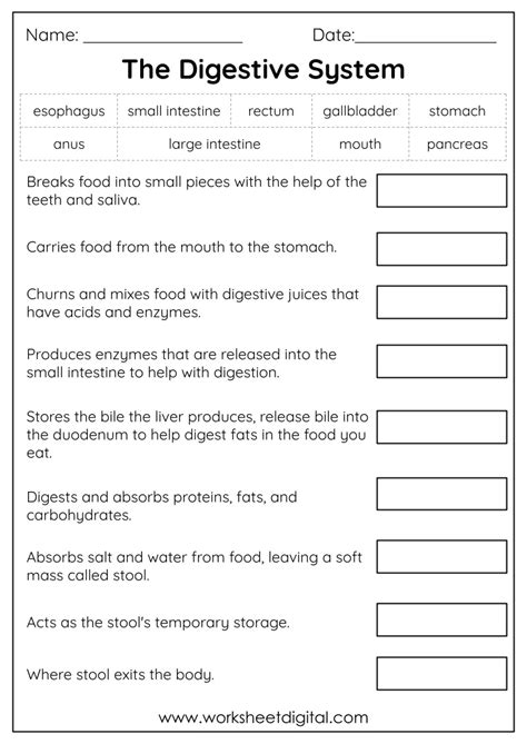 The Digestive System Worksheet Science 3rd Grade