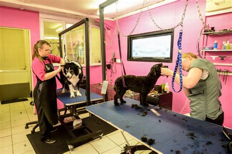 The Dog Groomer Academy