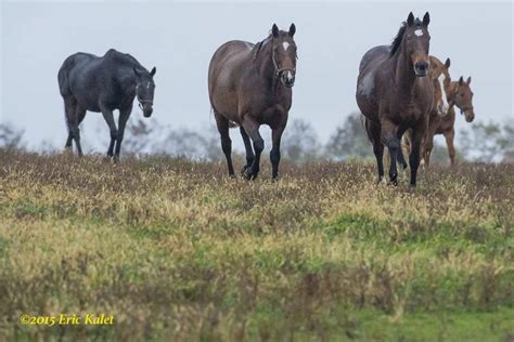 The Dos and Don’ts Of Medicating Pregnant Mares - Paulick Report