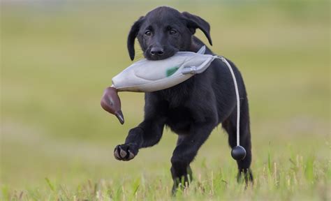 The Duck Hunter’s Guide to Picking a Puppy - Delta …