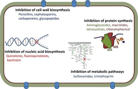 The Dynamics of the Antimicrobial Resistance Mobilome of